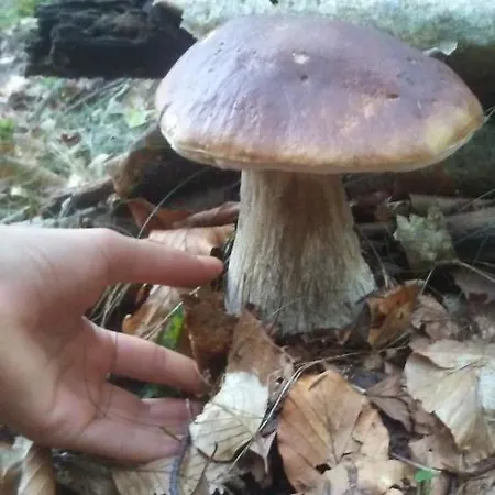 La Stella Delle Alpi Πανσιόν Vico Canavese