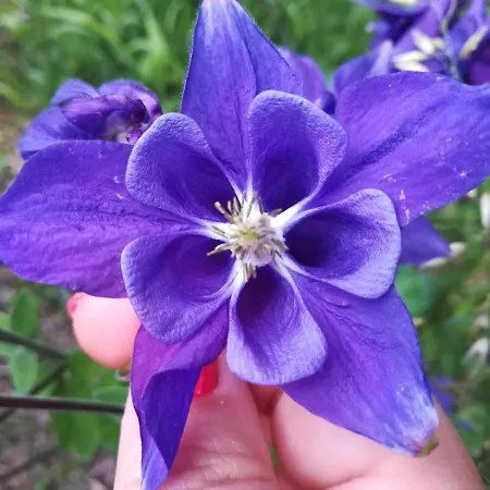 La Stella Delle Alpi Πανσιόν