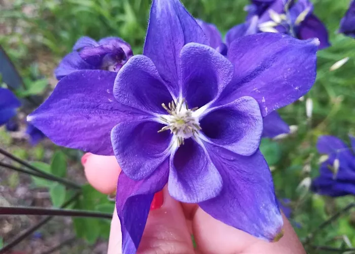 La Stella Delle Alpi ゲストハウス