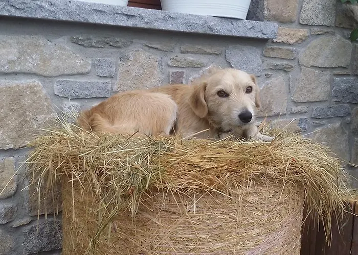 ゲストハウス La Stella Delle Alpi 4*